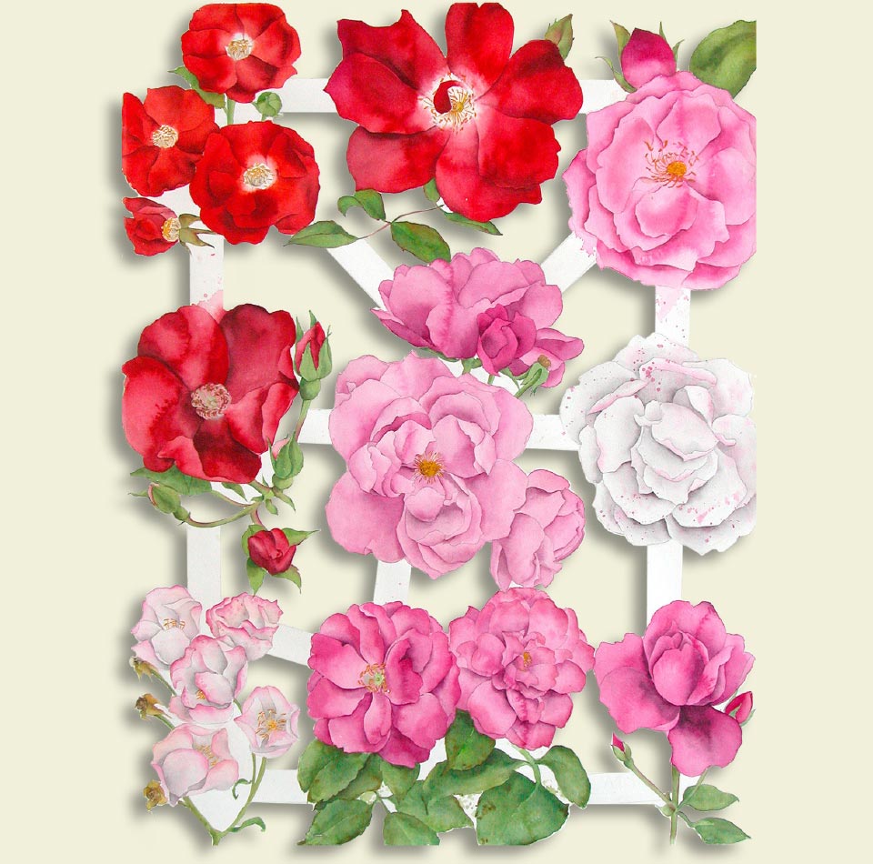 Schnittblumen Rosen