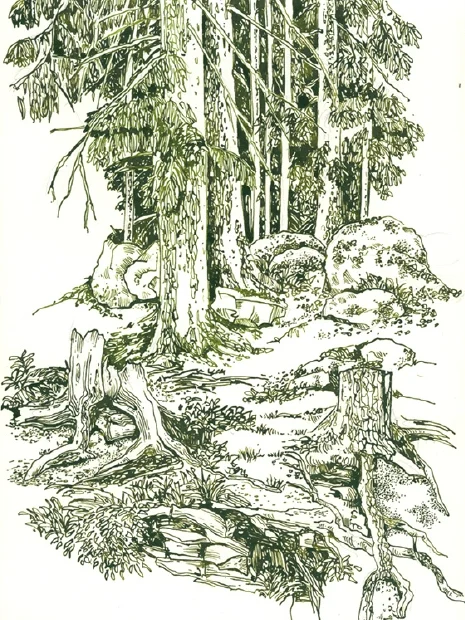 Gestrüpp 2